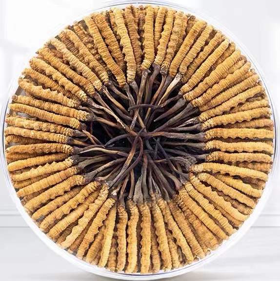 西藏冬虫夏草回收